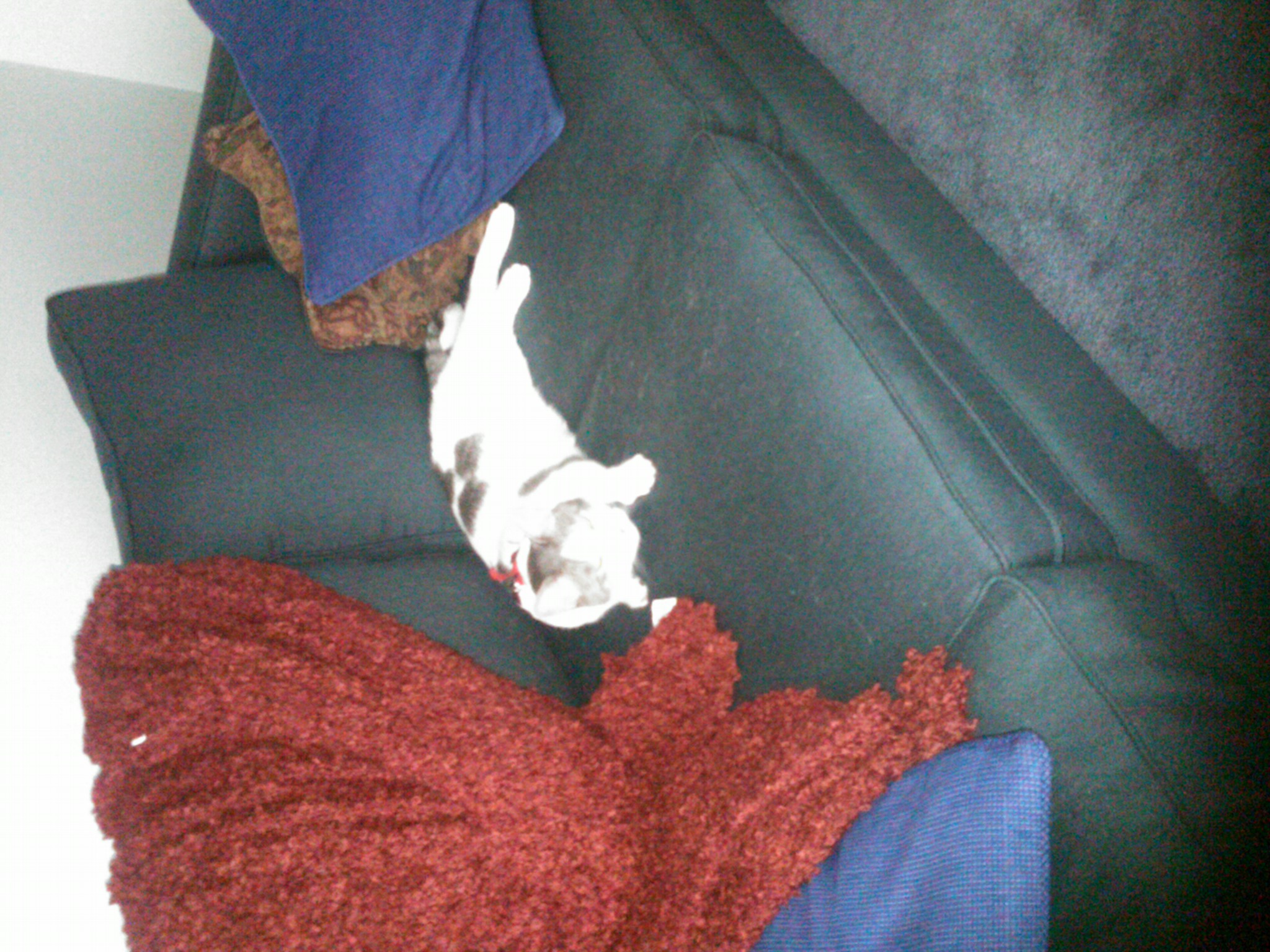 Wilbur is Home